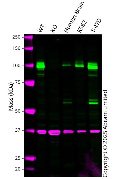 Western blot - Human UBE3A knockout U-87 MG cell line (AB306798)