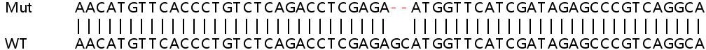 Human UBE3B knockout HeLa cell line