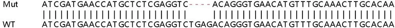 Sanger Sequencing - Human UBE3B knockout HeLa cell lysate (AB259227)