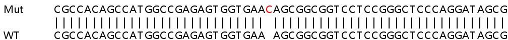 Human UBQLN1 (Ubiquilin) knockout HeLa cell lysate