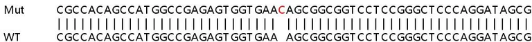 Sanger Sequencing - Human UBQLN1 (Ubiquilin) knockout HeLa cell lysate (AB259229)