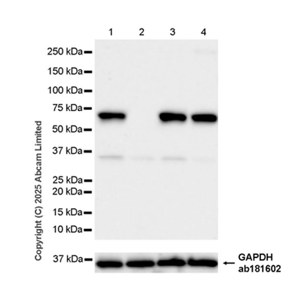 Western blot - Human UBQLN1 (Ubiquilin) knockout HeLa cell lysate (AB259229)