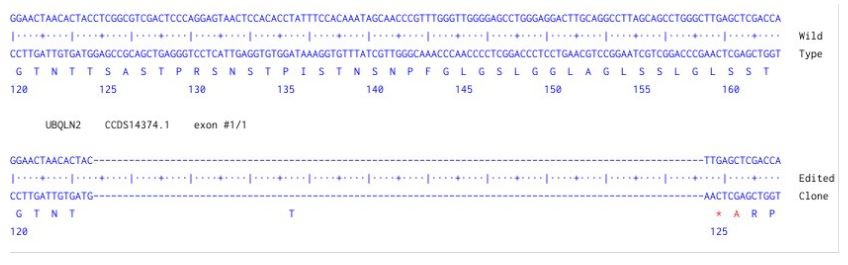 Sanger Sequencing - Human UBQLN2 Knockout A549 cell line (AB324221), expandable thumbnail