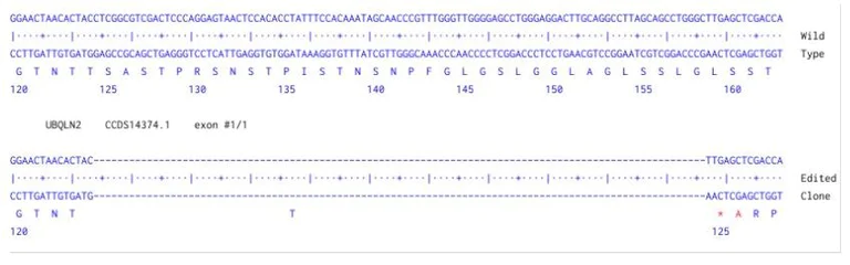 Sanger Sequencing - Human UBQLN2 Knockout A549 cell line (AB324221)