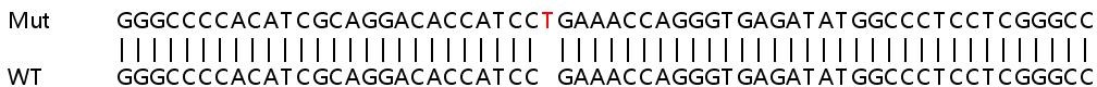Sanger Sequencing - Human UBXN6 (UBXD1) knockout HEK-293T cell lysate (AB258747), expandable thumbnail