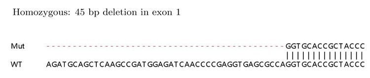 Sanger Sequencing - Human UCHL1 (PGP9.5) knockout HEK-293T cell lysate (AB263773)
