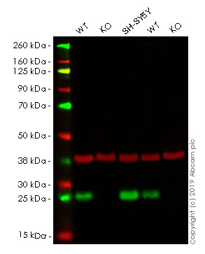 Western blot - Human UCHL1 (PGP9.5) knockout HEK-293T cell lysate (AB263773)