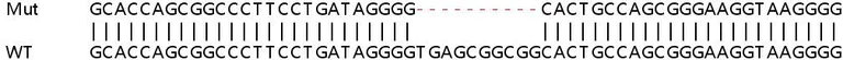 Sanger Sequencing - Human UCK1 (UCK) knockout HEK-293T cell line (AB267262)