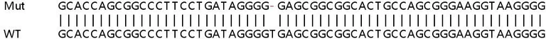 Sanger Sequencing - Human UCK1 (UCK) knockout HEK-293T cell line (AB267262)