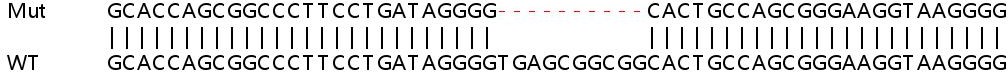 Sanger Sequencing - Human UCK1 (UCK) knockout HEK-293T cell lysate (AB263407), expandable thumbnail