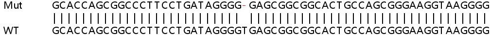 Sanger Sequencing - Human UCK1 (UCK) knockout HEK-293T cell lysate (AB263407), expandable thumbnail