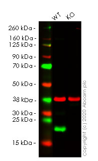 Western blot - Human UFC1 knockout HEK-293T cell line (AB266814), expandable thumbnail