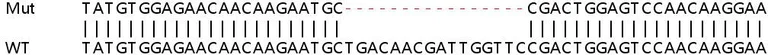 Sanger Sequencing - Human UFC1 knockout HEK-293T cell lysate (AB257781)