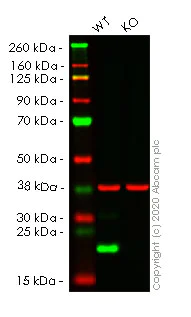 Western blot - Human UFC1 knockout HEK-293T cell lysate (AB257781)