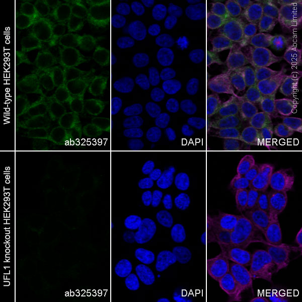 Immunocytochemistry/ Immunofluorescence - Human UFL1 knockout HEK-293T cell line (AB266500)