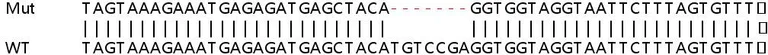 Sanger Sequencing - Human UFL1 knockout HEK-293T cell lysate (AB258748)