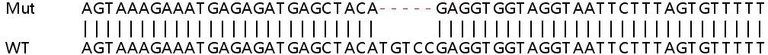 Sanger Sequencing - Human UFL1 knockout HEK-293T cell lysate (AB258748)