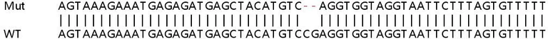 Sanger Sequencing - Human UFL1 knockout HEK-293T cell lysate (AB258748)