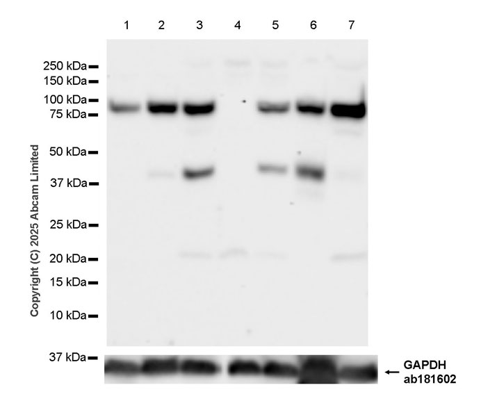 Western blot - Human UFL1 knockout HEK-293T cell lysate (AB258748)