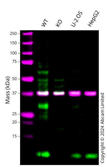 Western blot - Human UFM1 knockout HEK-293T cell line (AB266782), expandable thumbnail