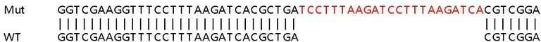 Sanger Sequencing - Human UFM1 knockout HEK-293T cell lysate (AB258270)
