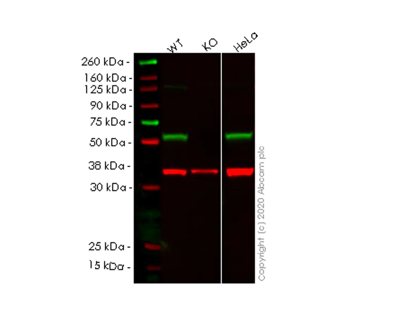 Western blot - Human UFSP2 knockout HEK-293T cell line (AB266368)