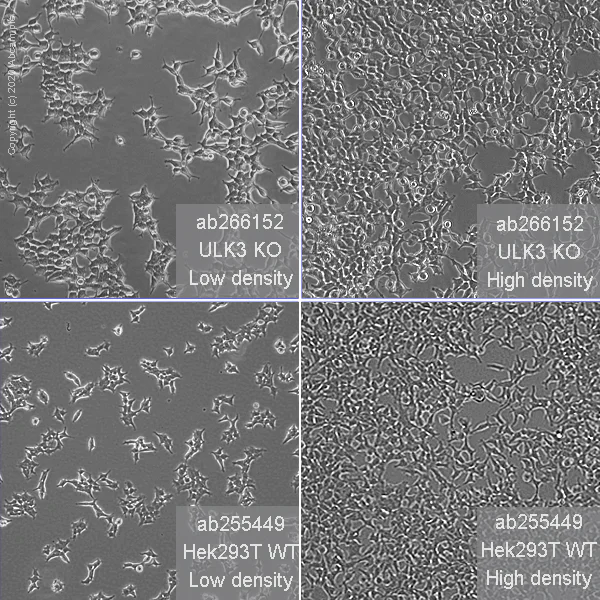 Cell Culture - Human ULK3 knockout HEK-293T cell line (AB266152)