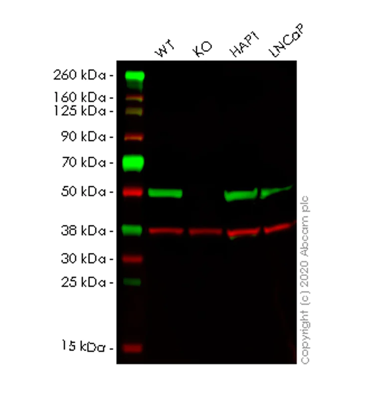 Western blot - Human ULK3 knockout HEK-293T cell line (AB266152)