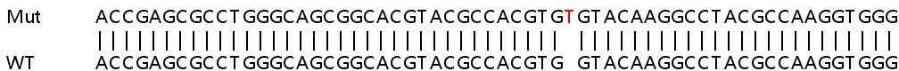 Sanger Sequencing - Human ULK3 knockout HEK-293T cell lysate (AB258271), expandable thumbnail