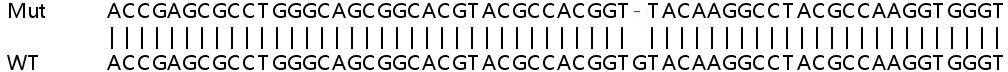 Sanger Sequencing - Human ULK3 knockout HEK-293T cell lysate (AB258271), expandable thumbnail