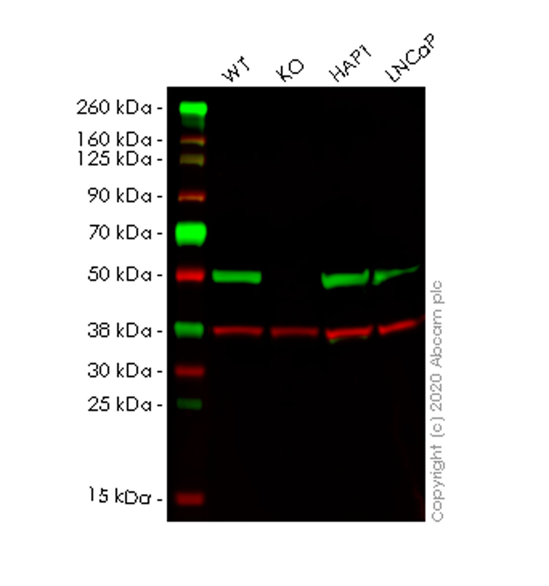 Western blot - Human ULK3 knockout HEK-293T cell lysate (AB258271), expandable thumbnail