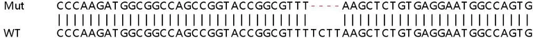 Sanger Sequencing - Human UQCC2 (MNF1) knockout HEK-293T cell line (AB266685)