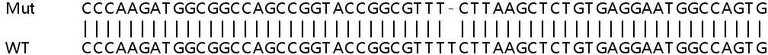 Sanger Sequencing - Human UQCC2 (MNF1) knockout HEK-293T cell line (AB266685)