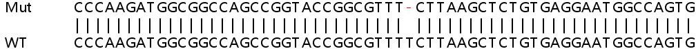 Sanger Sequencing - Human UQCC2 (MNF1) knockout HEK-293T cell lysate (AB259230)