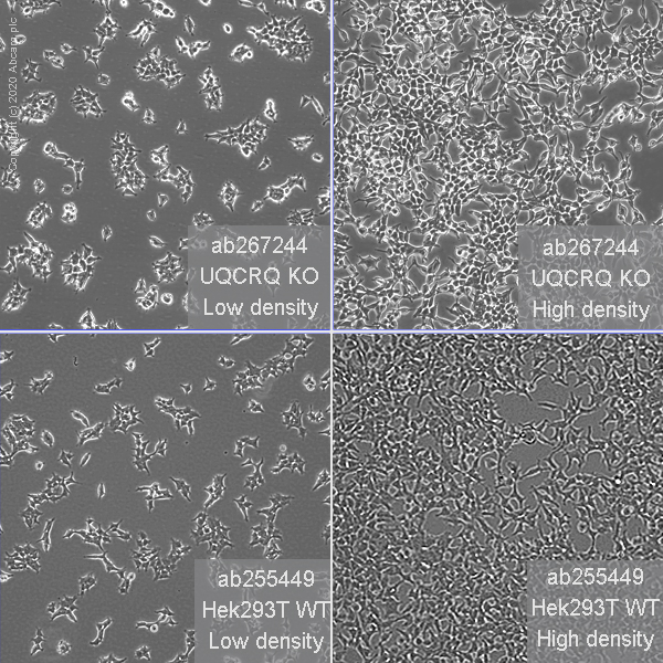 Human UQCRQ knockout HEK293T cell line (AB267244) Abcam