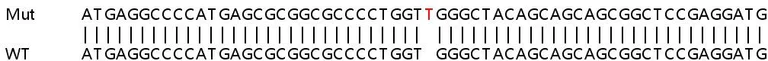 Sanger Sequencing - Human USB1 (C16orf57) knockout HeLa cell lysate (AB263408)
