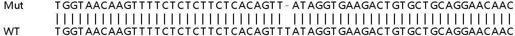 Sanger Sequencing - Human USP1 knockout HeLa cell lysate (AB263409), expandable thumbnail