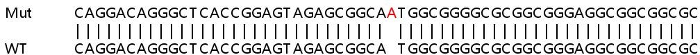 Sanger Sequencing - Human USP14 (TGT) knockout HeLa cell line (AB266854), expandable thumbnail