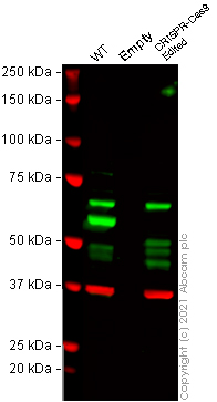 Western blot - Human USP14 (TGT) knockout HeLa cell line (AB266854), expandable thumbnail