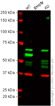 Western blot - Human USP14 (TGT) knockout HeLa cell lysate (AB257787), expandable thumbnail