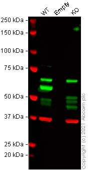 Western blot - Human USP14 (TGT) knockout HeLa cell lysate (AB257787)