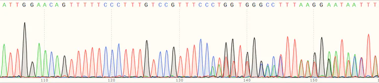 Sanger Sequencing - Human USP16 knockout HEK-293T cell line (AB266214)