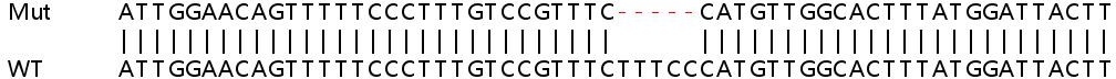 Sanger Sequencing - Human USP16 knockout HEK-293T cell line (AB266214)