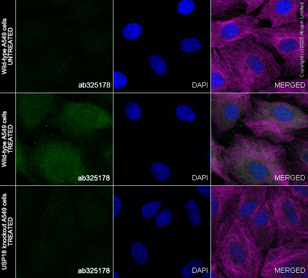 Immunocytochemistry/ Immunofluorescence - Human USP18 (UBP43) knockout A549 cell line (AB267177)