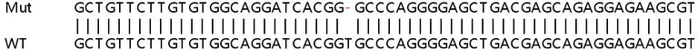 Sanger Sequencing - Human USP18 (UBP43) knockout A549 cell line (AB267177)