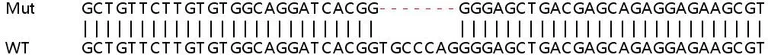 Sanger Sequencing - Human USP18 (UBP43) knockout A549 cell line (AB267177)