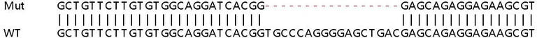 Sanger Sequencing - Human USP18 (UBP43) knockout A549 cell line (AB267177)