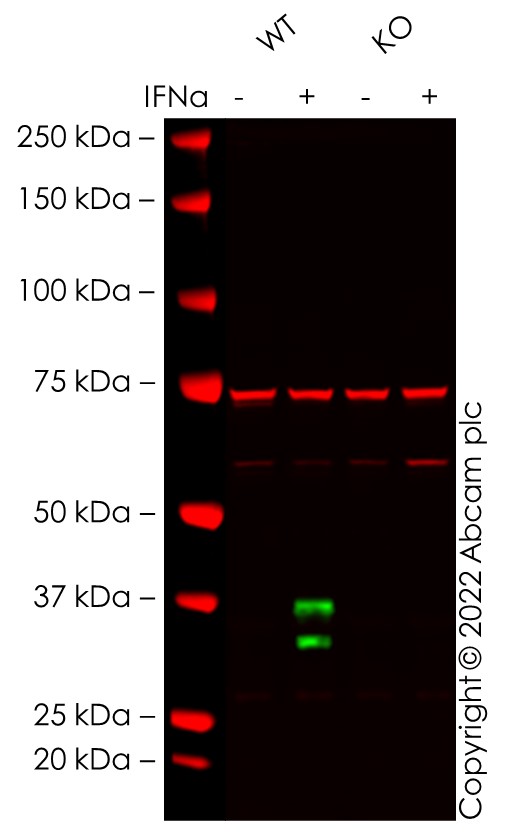 Western blot - Human USP18 (UBP43) knockout A549 cell line (AB267177)