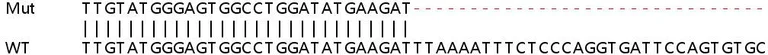 Sanger Sequencing - Human USP18 (UBP43) knockout A549 cell line (AB267178)