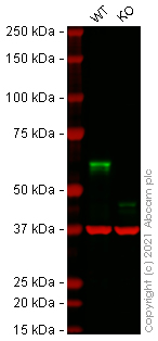 Western blot - Human USP22 knockout HeLa cell lysate (AB257789), expandable thumbnail